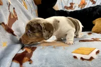 Rusty, a male Miniature Dachshund for sale in Three Rivers, MI – Photo 9 of 10