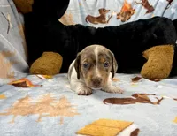 Rusty, a male Miniature Dachshund for sale in Three Rivers, MI – Photo 2 of 10