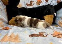 Rusty, a male Miniature Dachshund for sale in Three Rivers, MI – Photo 5 of 10