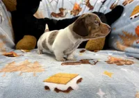Rusty, a male Miniature Dachshund for sale in Three Rivers, MI – Photo 7 of 10