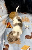 Rusty, a male Miniature Dachshund for sale in Three Rivers, MI – Photo 10 of 10