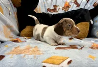 Rusty, a male Miniature Dachshund for sale in Three Rivers, MI – Photo 1 of 10