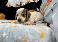 Eugene, a male Miniature Dachshund for sale in Three Rivers, MI – Photo 2 of 10