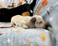 Eugene, a male Miniature Dachshund for sale in Three Rivers, MI – Photo 4 of 10