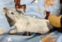 Eugene, a male Miniature Dachshund for sale in Three Rivers, MI – Photo 10 of 10