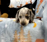 Eugene, a male Miniature Dachshund for sale in Three Rivers, MI – Photo 6 of 10