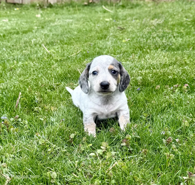 Eugene – Miniature Dachshund puppy for sale in Three Rivers, MI