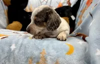 Eugene, a male Miniature Dachshund for sale in Three Rivers, MI – Photo 3 of 10