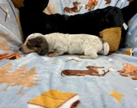 Eugene, a male Miniature Dachshund for sale in Three Rivers, MI – Photo 7 of 10