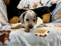 Eugene, a male Miniature Dachshund for sale in Three Rivers, MI – Photo 8 of 10