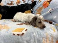 Eugene, a male Miniature Dachshund for sale in Three Rivers, MI – Photo 9 of 10