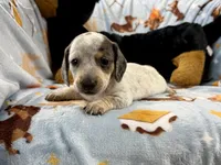 Eugene, a male Miniature Dachshund for sale in Three Rivers, MI – Photo 5 of 10