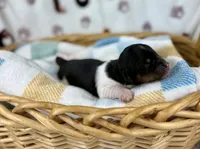 Fennec, a female Miniature Dachshund for sale in Three Rivers, MI – 4 of 10