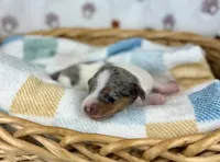 Cara, a female Miniature Dachshund for sale in Three Rivers, MI – 5 of 10