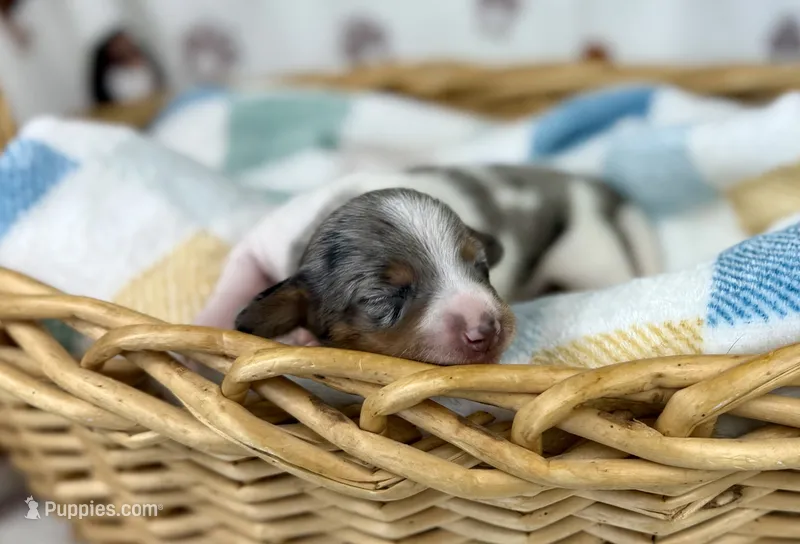 Cara – Miniature Dachshund puppy for sale in Three Rivers, MI