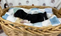 Fennec, a female Miniature Dachshund for sale in Three Rivers, MI – 7 of 10