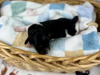 Fennec, a female Miniature Dachshund for sale in Three Rivers, MI – 3 of 10