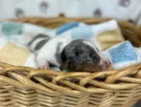 Cara, a female Miniature Dachshund for sale in Three Rivers, MI – 8 of 10