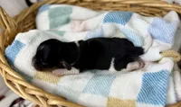 Fennec, a female Miniature Dachshund for sale in Three Rivers, MI – 5 of 10