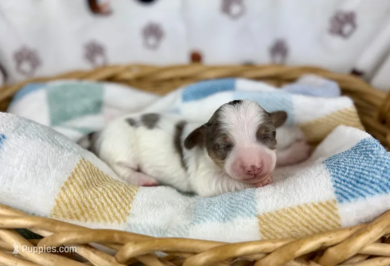 Mando  – Miniature Dachshund puppy for sale in Three Rivers, MI
