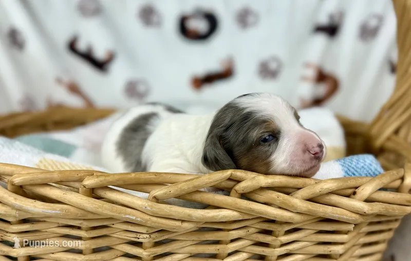 Mando  – Miniature Dachshund puppy for sale in Three Rivers, MI