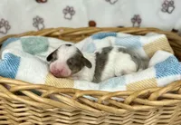 Mando , a male Miniature Dachshund for sale in Three Rivers, MI – 8 of 10