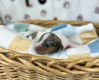 Cara, a female Miniature Dachshund for sale in Three Rivers, MI – 6 of 10