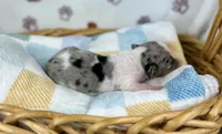 Grogu, a male Miniature Dachshund for sale in Three Rivers, MI – 3 of 9