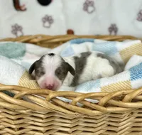 Mando , a male Miniature Dachshund for sale in Three Rivers, MI – 7 of 10