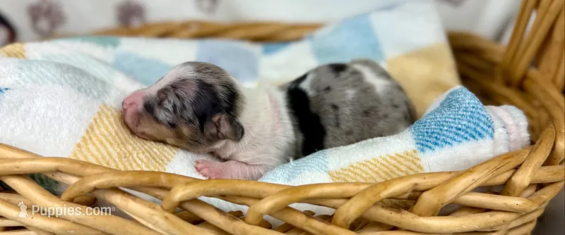 Grogu – Miniature Dachshund puppy for sale in Three Rivers, MI