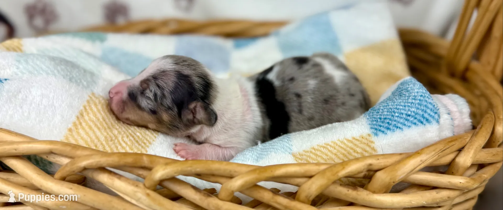 Grogu, a male Miniature Dachshund for sale in Three Rivers, MI – 1 of 9