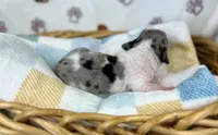 Grogu, a male Miniature Dachshund for sale in Three Rivers, MI – 2 of 9