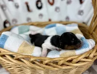 Fennec, a female Miniature Dachshund for sale in Three Rivers, MI – 10 of 10