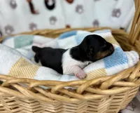 Fennec, a female Miniature Dachshund for sale in Three Rivers, MI – 8 of 10