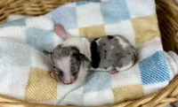 Grogu, a male Miniature Dachshund for sale in Three Rivers, MI – 6 of 9