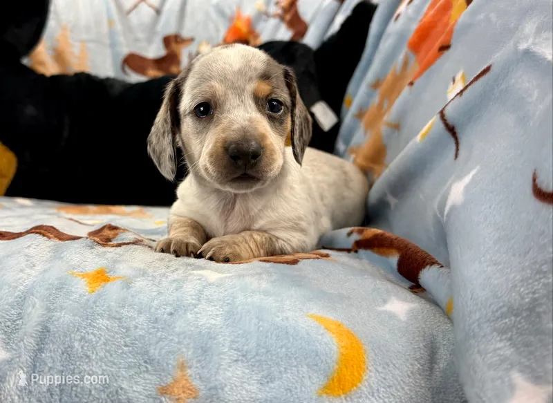 Eugene – Miniature Dachshund puppy for sale in Three Rivers, MI