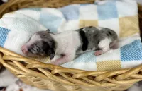 Grogu, a male Miniature Dachshund for sale in Three Rivers, MI – 5 of 9