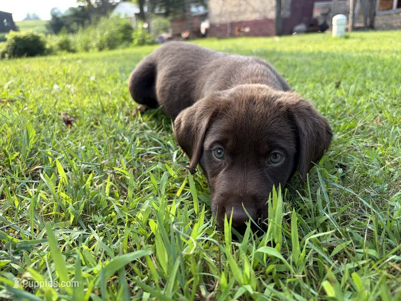Chocolate Female – Labrador Retriever puppy for sale in Casco, WI