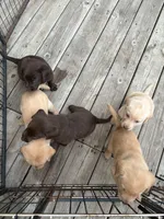 Yellow Male, a male Labrador Retriever for sale in Casco, WI – 6 of 10