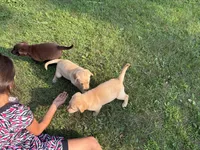 Chocolate Male, a male Labrador Retriever for sale in Casco, WI – 6 of 9