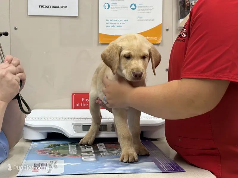 Yellow Male vet checked, vaccinated and ready to go today! – Labrador Retriever puppy for sale in Casco, WI