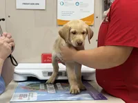 Yellow Male vet checked, vaccinated and ready to go today!, a male Labrador Retriever for sale in Casco, WI – 1 of 8