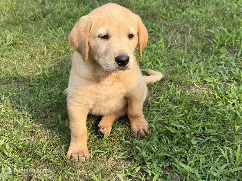 Yellow Male – Labrador Retriever puppy for sale in Casco, WI