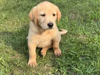 Yellow Male, a male Labrador Retriever for sale in Casco, WI – 1 of 7