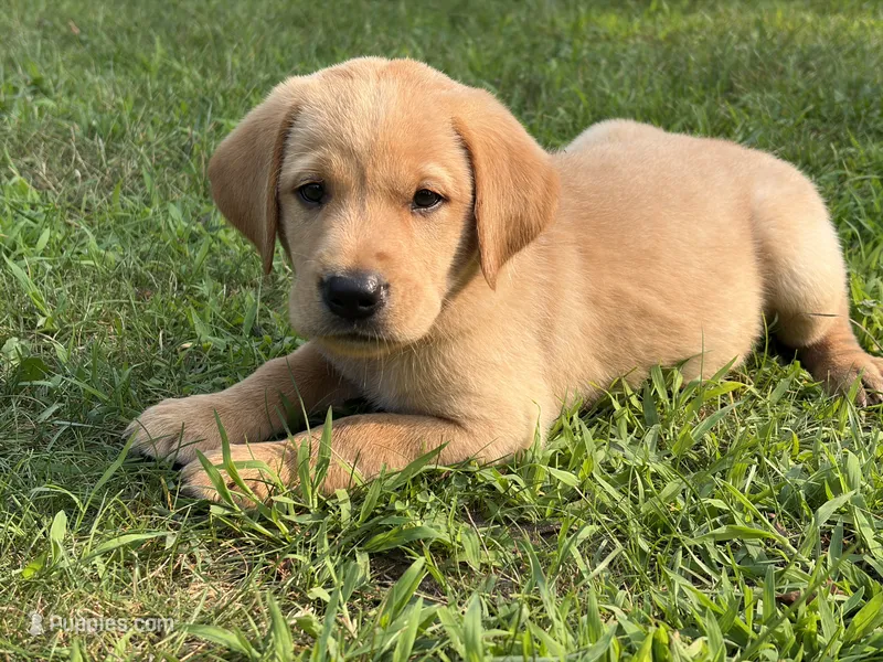 Yellow Male – Labrador Retriever puppy for sale in Casco, WI