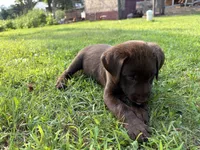 Chocolate Female, a female Labrador Retriever for sale in Casco, WI – 3 of 10