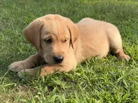 Yellow Male, a male Labrador Retriever for sale in Casco, WI – 2 of 8