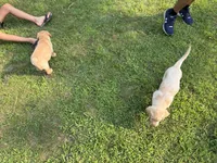 Yellow Male, a male Labrador Retriever for sale in Casco, WI – 7 of 10