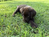 Chocolate Female, a female Labrador Retriever for sale in Casco, WI – 5 of 10