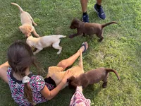 Chocolate Male, a male Labrador Retriever for sale in Casco, WI – 4 of 9